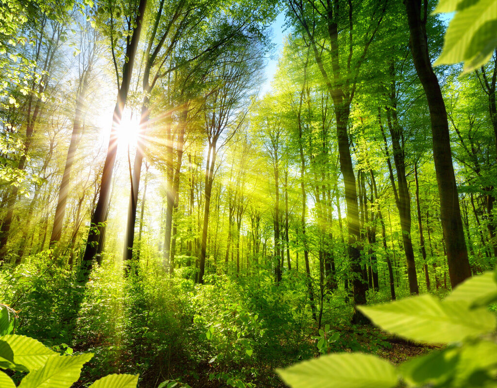 sonnenbeschienene laubbäume im wald